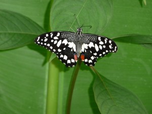 Dagje uit vlindertuin 2012.1