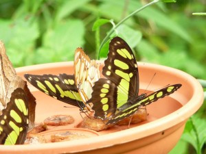 Dagje uit vlindertuin 2012.2